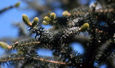 Detalle de una rama de pinsapo
